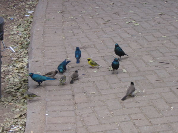 Look at the pretty birdies~