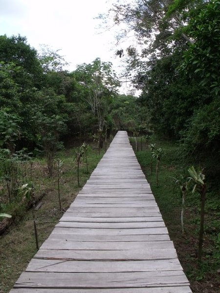 Our place in the jungle - walkway to the river