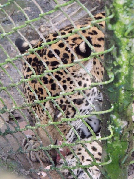 A rescued jaguar
