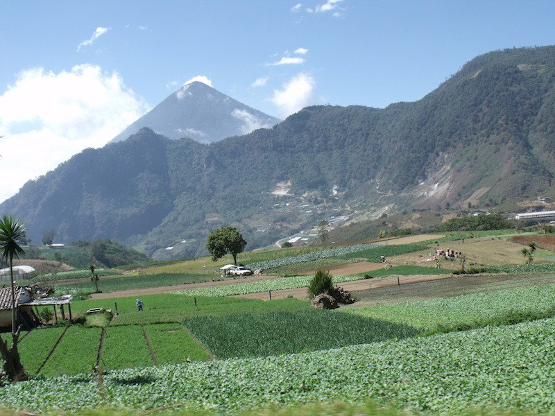 Guatemalan Agriculture
