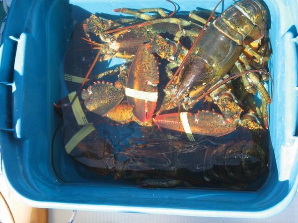 Lobsters 