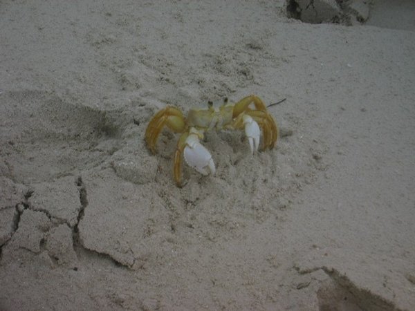 Warwick Wells Crab