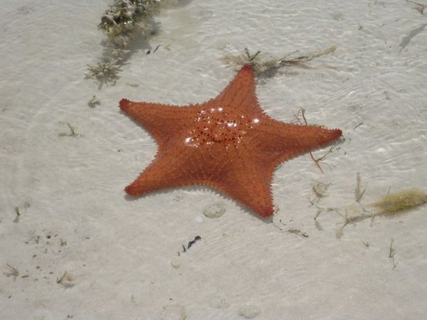 Starfish exposed at low tide.
