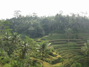 Terraced Rice Fields