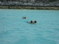 Swimming Pigs off Staniel Cay