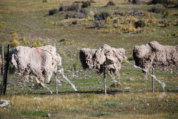Sheep Skins