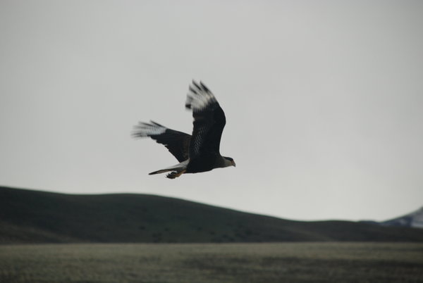 Condor Flying Away After a Meal