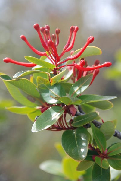Patagonia Firebrush Flower