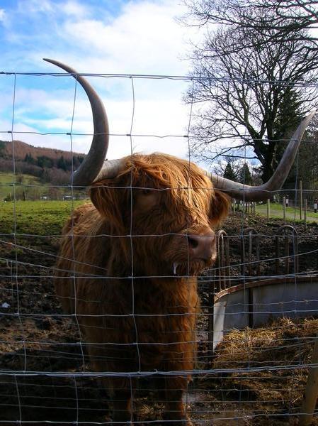 Hamish the Hairy "Coo"