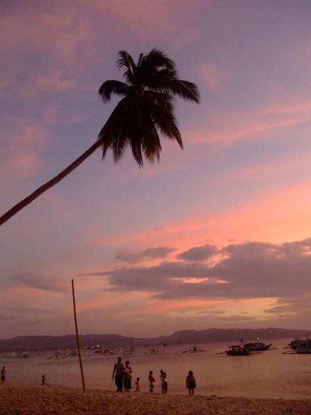 Purple sky and palm tree 