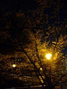 Blossoms at night