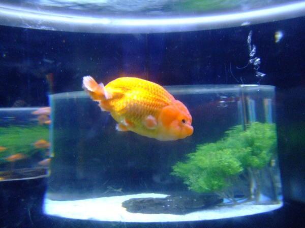 Big Puffy Gold Fish
