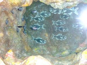 lantern fish from finding nemo