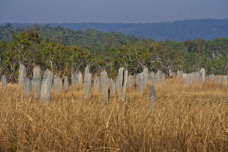 Termite Graveyard