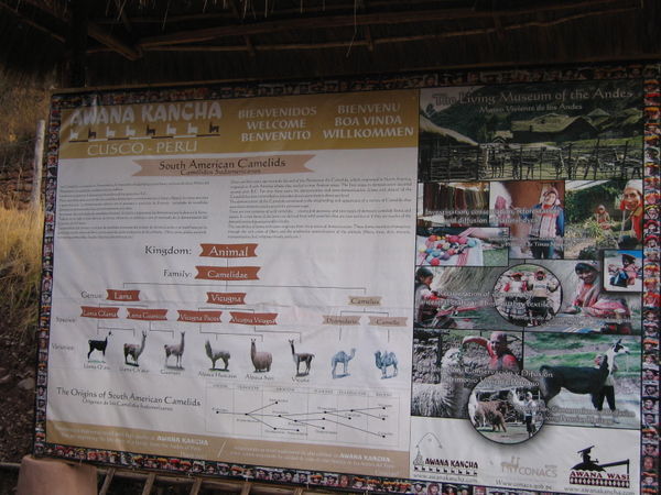 Awana Kancha - alpaca farm