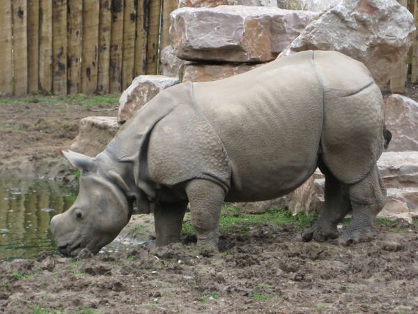Rhino at the Zoo