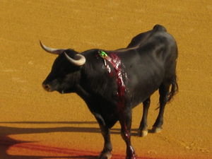 The Bullfight