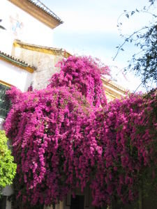 Flowers in Sevilla