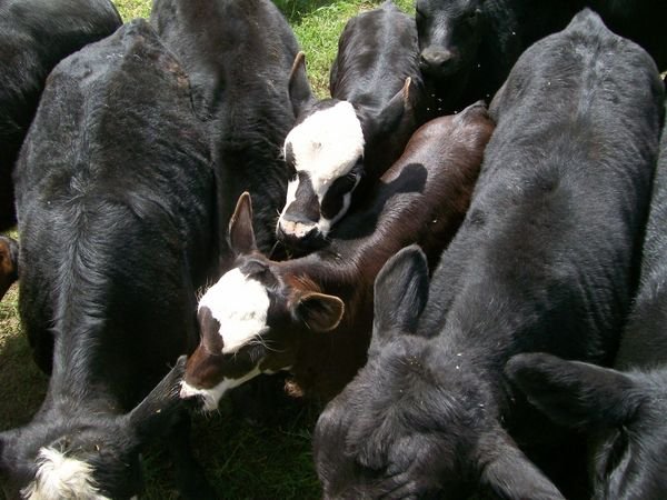 Calves to be Thrown