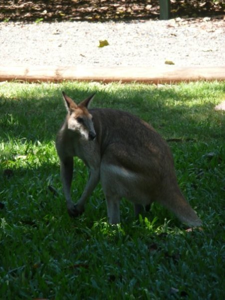 Pretty-Faced Wallaby