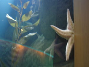 Shy Starfish