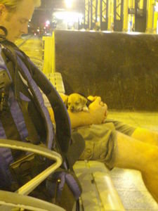 Man and Adorable Puppy Asleep at Train Station