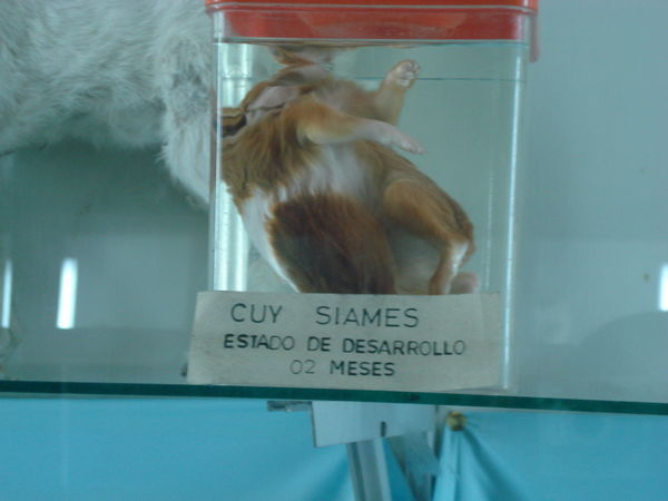 Siamese Cuy