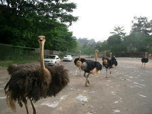 Ostrich Outlaws
