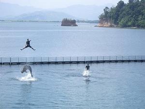 Nike Dolphin Show