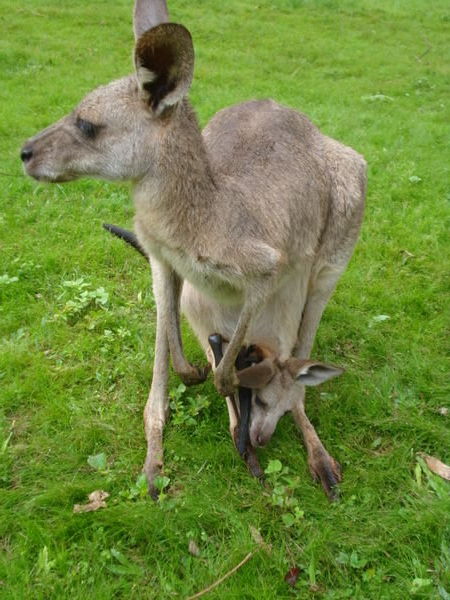 kangaroo and Joey
