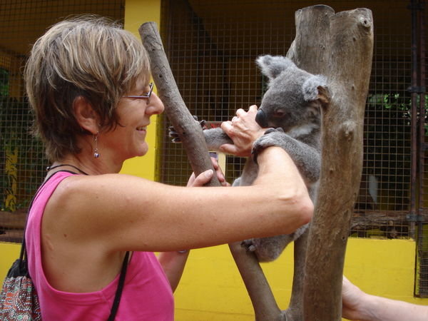 Risky the koala