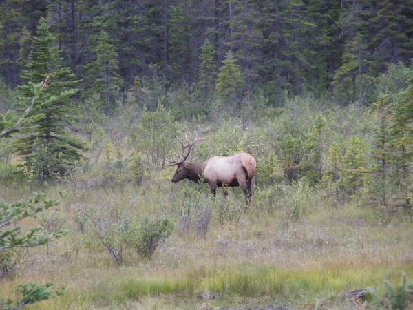 Another elk 