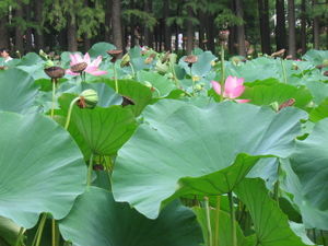 Lotus Pond in People's Park