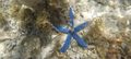 Cobalt blue starfish, Moalboal