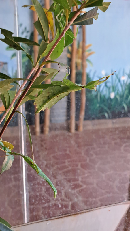 Leaf mantis - so camouflaged!