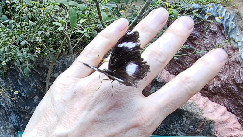 Butterfly perch
