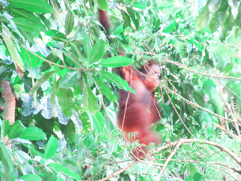 A wild orang-utan