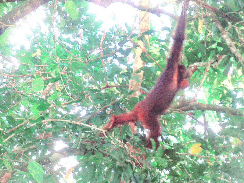 A wild orang-utan