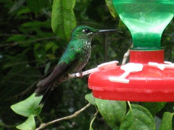 Another beautiful hummingbird