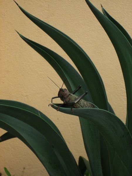 A big grasshopper at the house