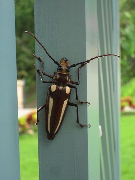 Check out this beetle