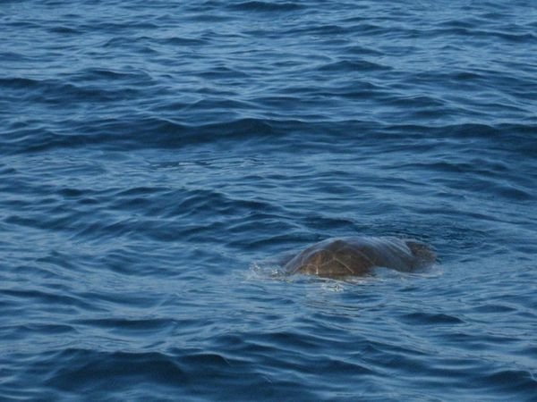A shy tortuga - he dove deep just after this was taken