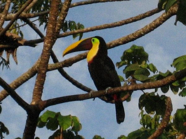Another toucan in the tree next to our house