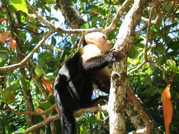 Capuchin monkey at M.A.