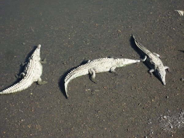 Ginormous crocodiles sunning themselves