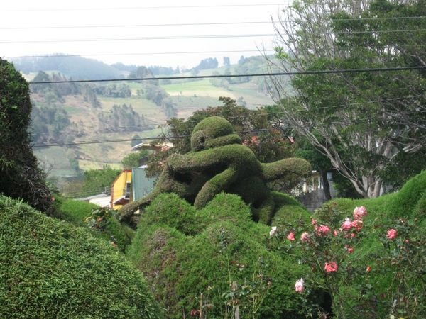 A cool topiary sculpture at Zarcero - monkey on a motorcycle