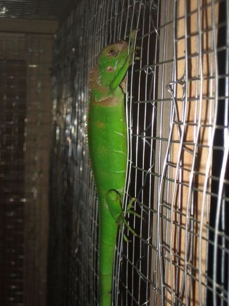 Our iguana Sandia keeps getting bigger!