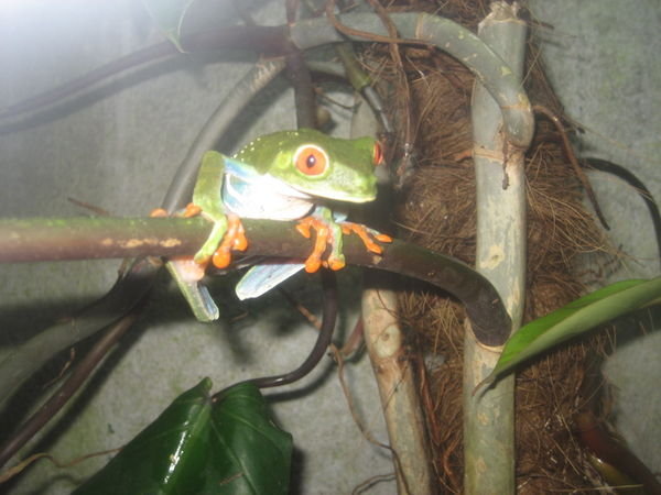 A cool tree frog from Kyle and Sam's noctural tour