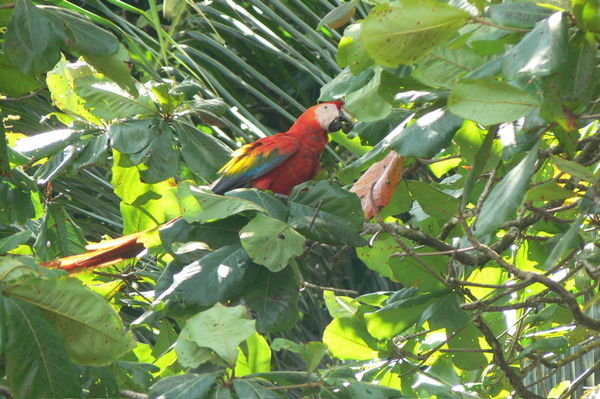 A scarlet macaw munching on an almond