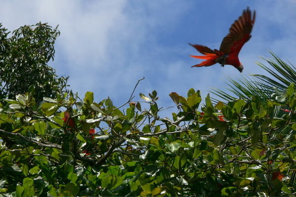 A beautiful macaw in flight
